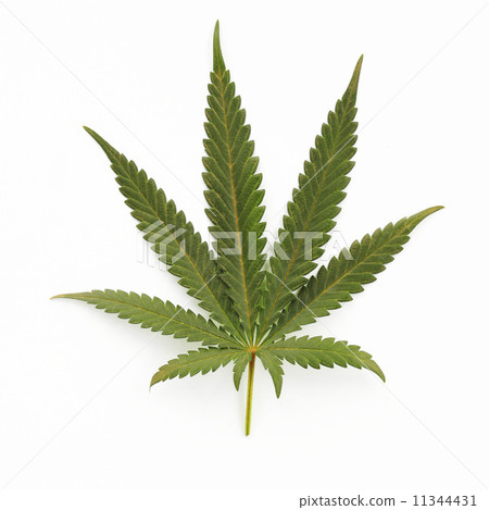 cannabis leaf 11344431