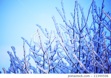 pine forest 11344506