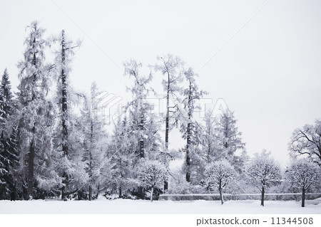 winter trees winter trees 11344508