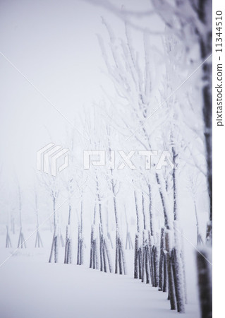 winter trees winter trees 11344510