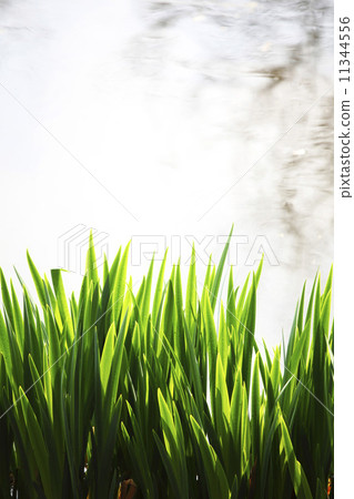 grass grass 11344556