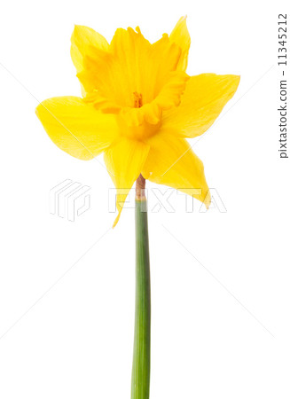 Daffodil flower or narcissus isolated on white background cutout Daffodil flower or narcissus isolated on white background cutout 11345212