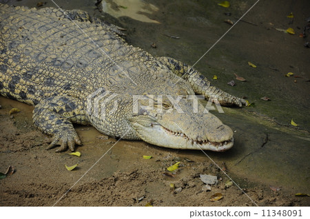 Crocodile in Malacca Crocodile Park 11348091