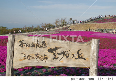 A mosaic of cherry blossoms on the Charentacean Plateau A mosaic of cherry blossoms on the Charentacean Plateau 11348161