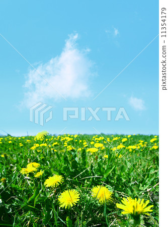 dandelion field 11354179
