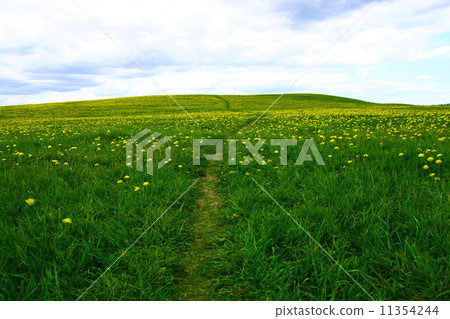 dandelion landscape dandelion landscape 11354244