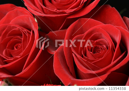 red rose macro 11354338