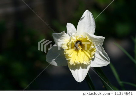 yellow narcissus 11354641