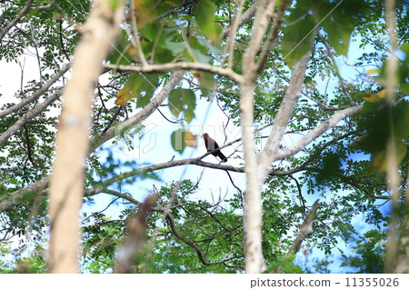 Chamne Banken Modoki 11355026