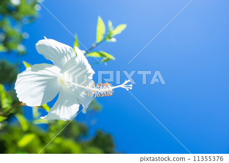 White hibiscus 11355376