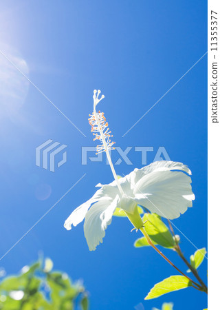 White hibiscus 11355377