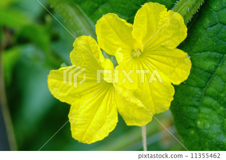 庫里花 庫里花 11355462