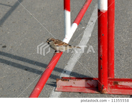 Sparrow on a turnstile. 11355558