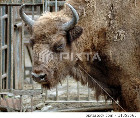 Mammal. Yak. The Rostov zoo. Russia Mammal. Yak. The Rostov zoo. Russia 11355563
