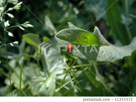 Ladybugs on a green leaf of grass 11355572
