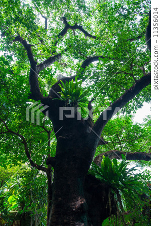 Shrine of Shuri Kinjo 11356014