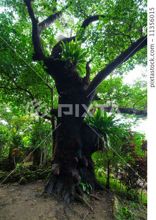 Shrine of Shuri Kinjo 11356015