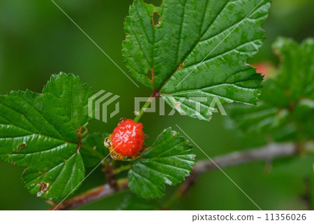 Raspberry red fruit 11356026