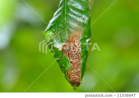 The cocoon of Kususan 11356647