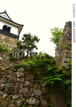Hikone castle in early summer Hikone castle in early summer 11356771