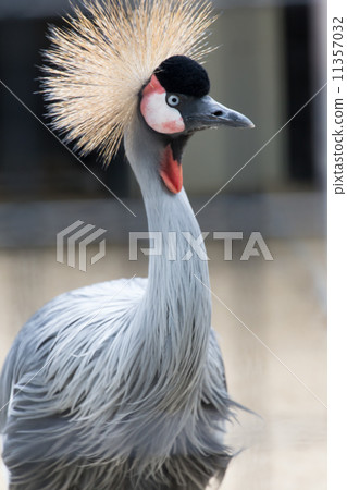 White-crowned crane 11357032