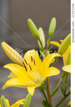百合 百合 11357248
