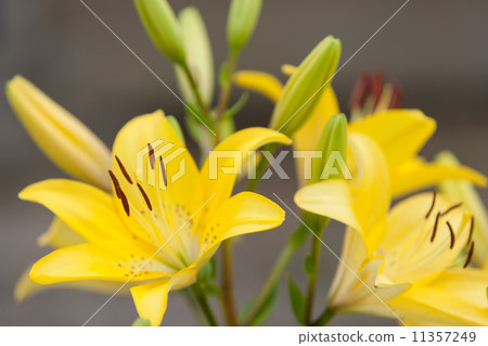 百合 11357249