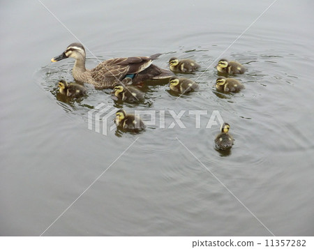 Baby in California born in the pond of Kitanomaru Park Baby in California born in the pond of Kitanomaru Park 11357282