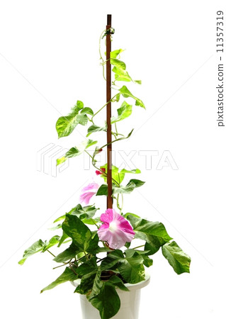 盆栽的牽牛花 盆栽的牽牛花 11357319