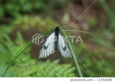 Miyama Shiro 11358096