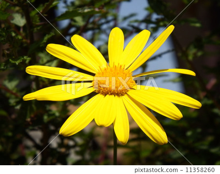 朱利葉斯黛西 11358260