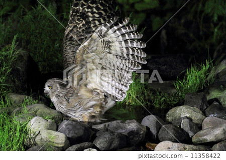 Shimous owl Shimous owl 11358422