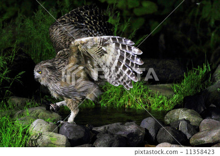 Shimous owl Shimous owl 11358423