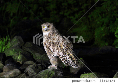 Shimous owl Shimous owl 11358424