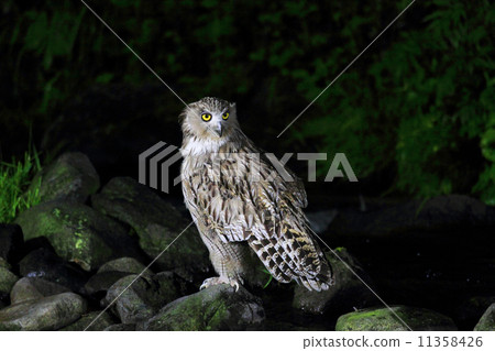 Shimous owl 11358426