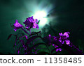 百合的夜晚 11358485