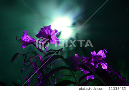 百合的夜晚 百合的夜晚 11358485