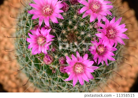 Cactus flower 11358515