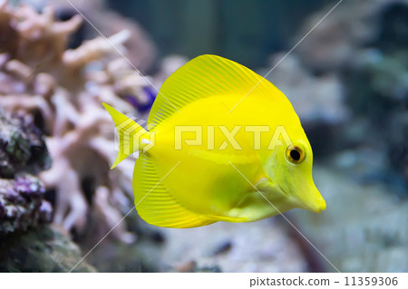 Zebrasoma yellow tang fish Zebrasoma yellow tang fish 11359306