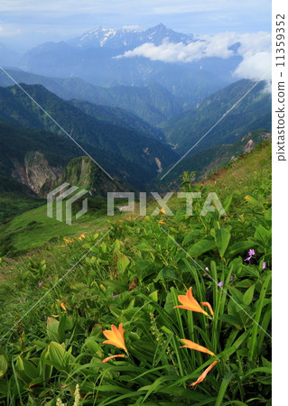 從白馬沿海山/ Asahidake附近的Nikkokusgege的花和劍 11359352