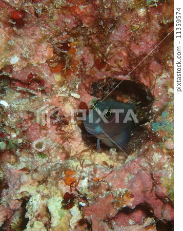 Phylloid frog 11359574