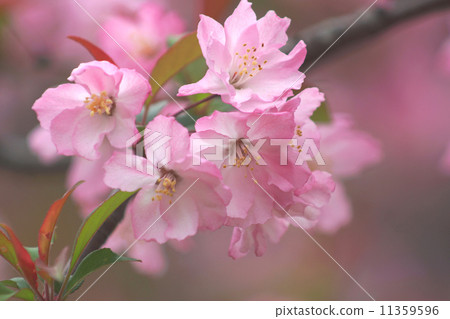 Hana Ha Tang Hana Ha Tang 11359596