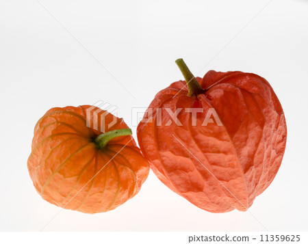 Hozuki的紅色果子(花萼) Hozuki的紅色果子(花萼) 11359625