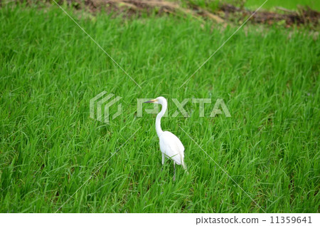 Rice field rabbit ♪ Rice field rabbit ♪ 11359641