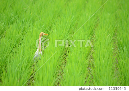 Cattle Egret in the rice field ♪ Cattle Egret in the rice field ♪ 11359643