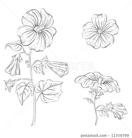 Flowers mallow, contours Flowers mallow, contours 11359799