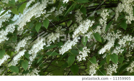 Kobanogawa老鼠 Kobanogawa老鼠 11359905