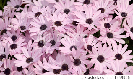 Cineraria 11359906