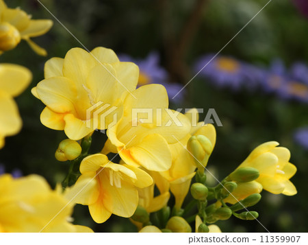 Freesia 11359907