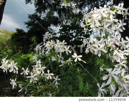 Beside soap worts Beside soap worts 11359936